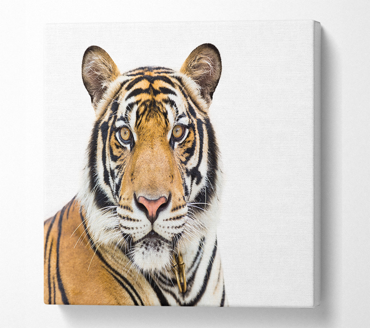 Tiger staring at the camera Canvas Wall Art