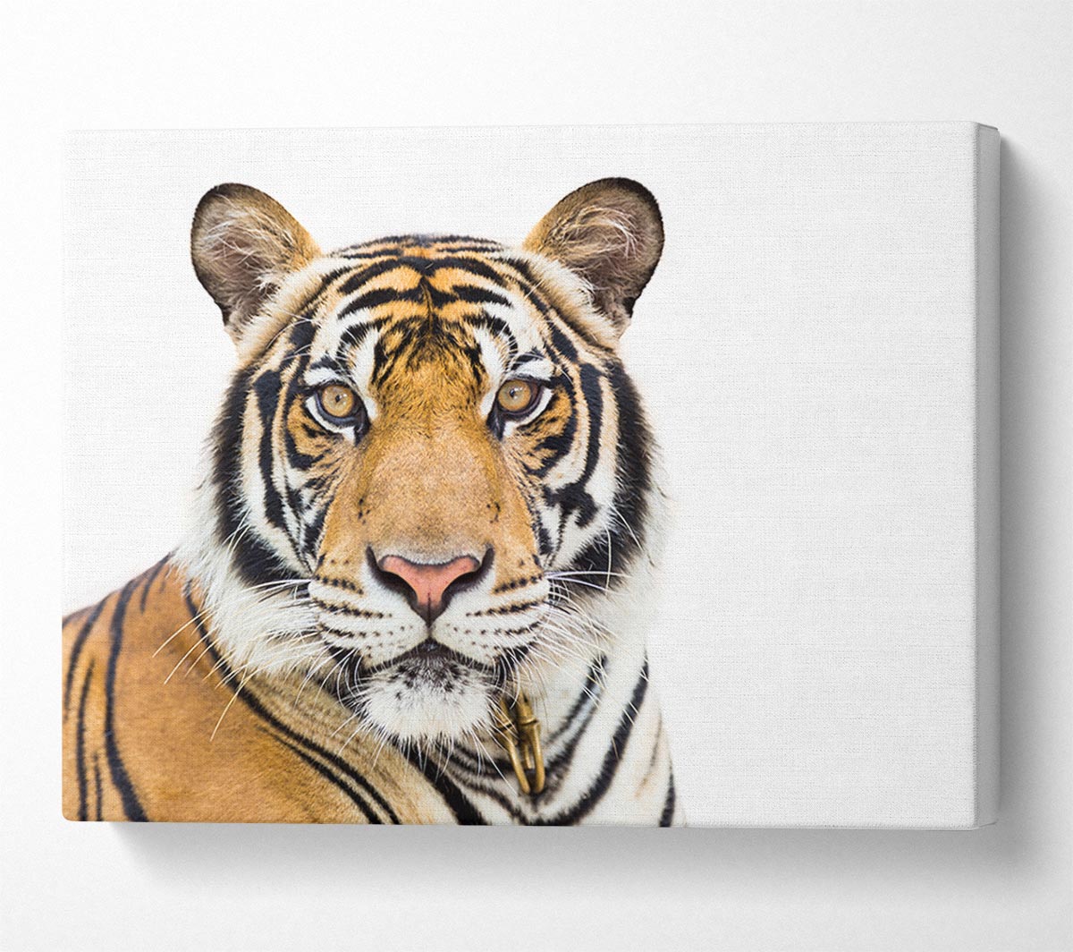 Tiger staring at the camera Canvas Wall Art