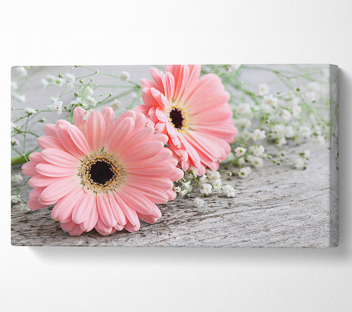 Pink gerbera laying down close Canvas Wall Art