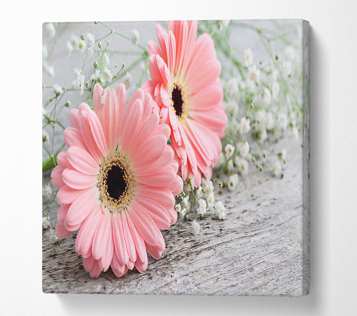 Pink gerbera laying down close Canvas Wall Art