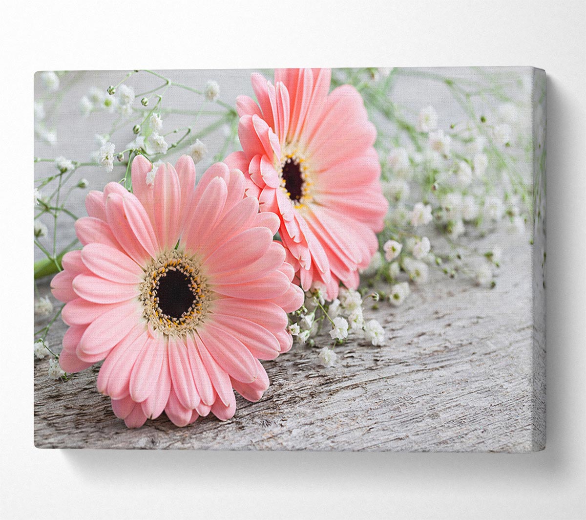 Pink gerbera laying down close Canvas Wall Art