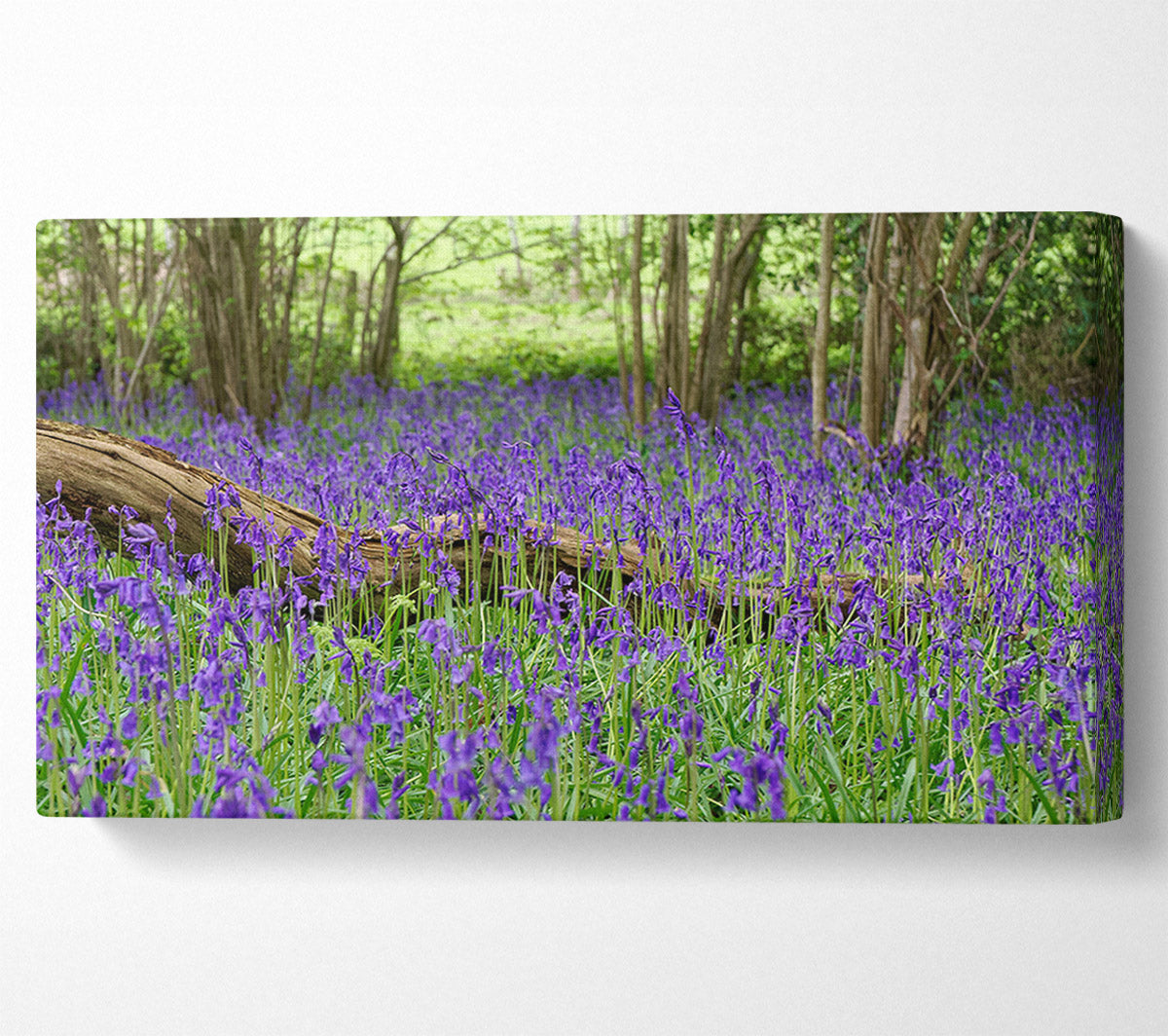 Purple flowers in the meadow Canvas Wall Art