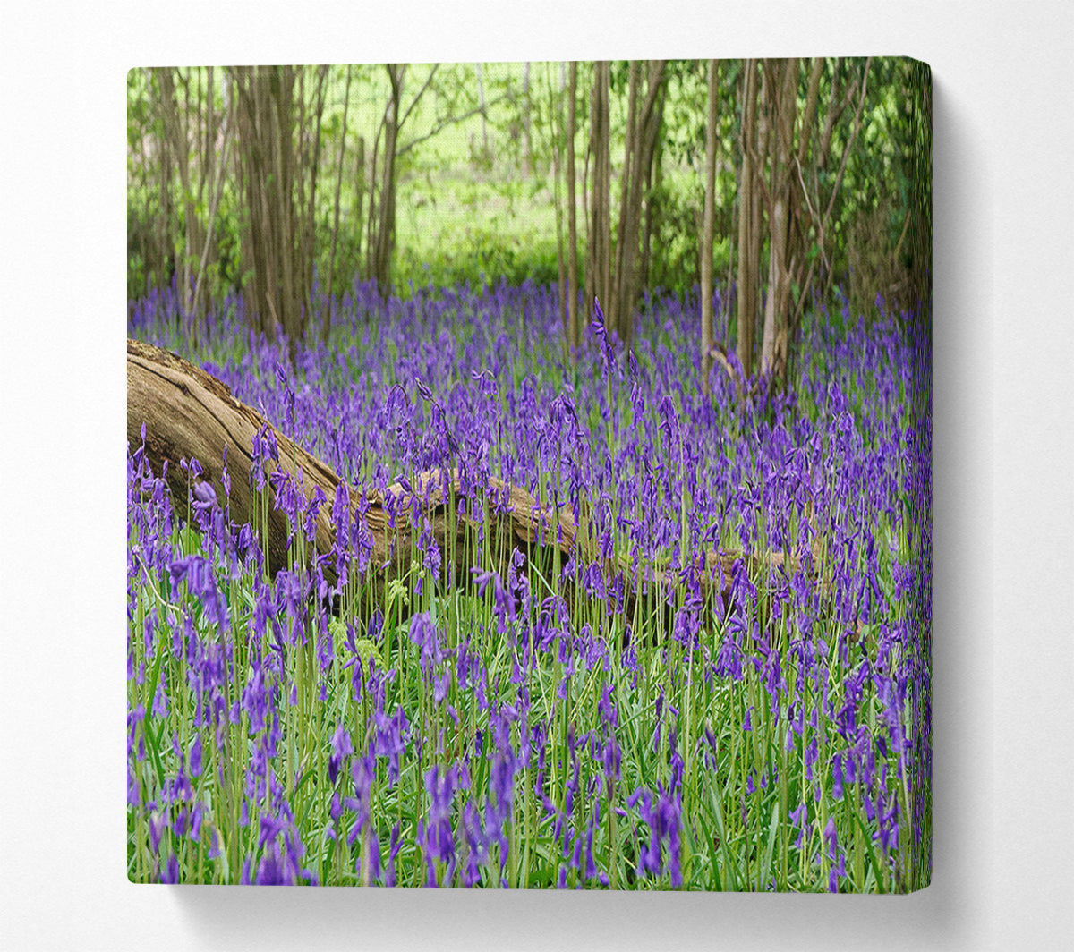 Purple flowers in the meadow Canvas Wall Art