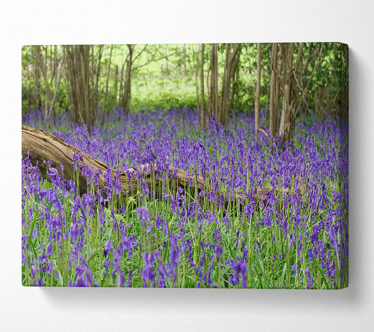 Purple flowers in the meadow Canvas Wall Art