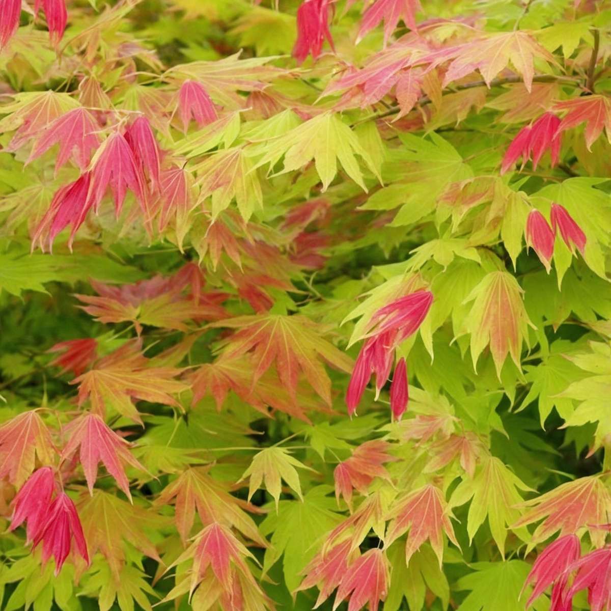 Japanese maple - Acer palmatum 'Moonrise' - Height 80-90cm - ⌀19cm