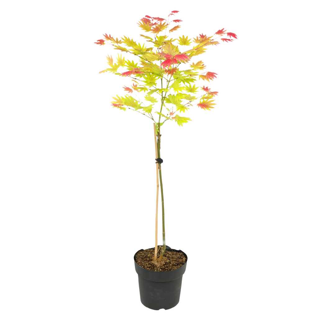 Japanese maple - Acer palmatum 'Moonrise' - Height 80-90cm - ⌀19cm