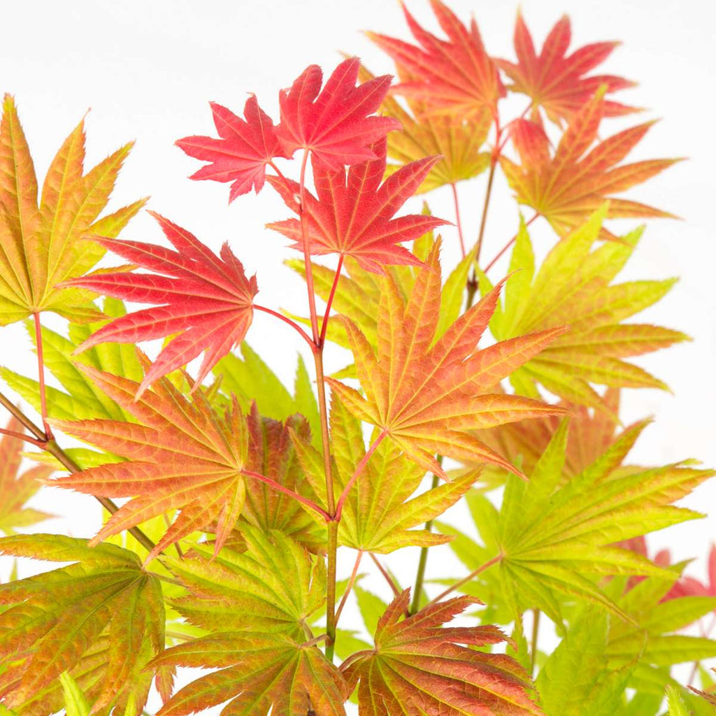 Japanese maple - Acer palmatum 'Moonrise' - Height 40-50cm - ⌀19cm
