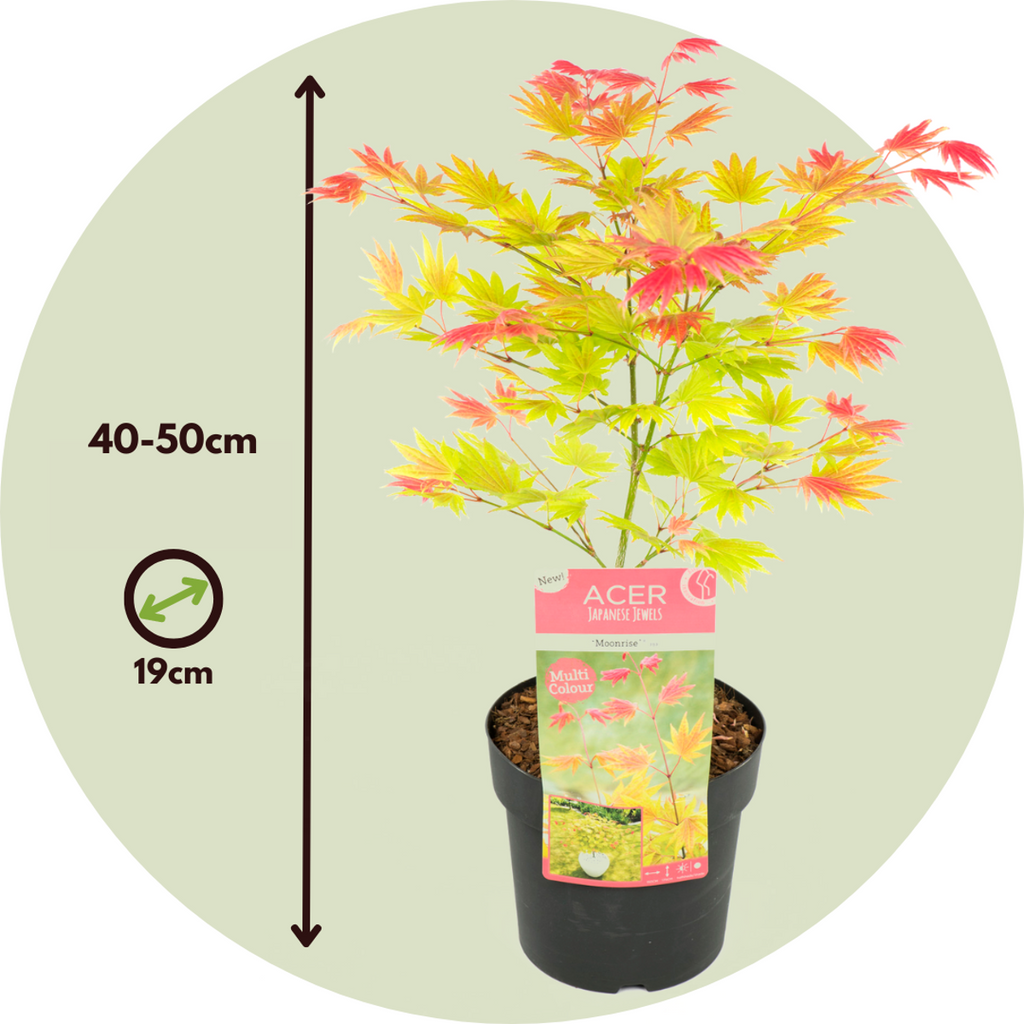 Japanese maple - Acer palmatum 'Moonrise' - Height 40-50cm - ⌀19cm