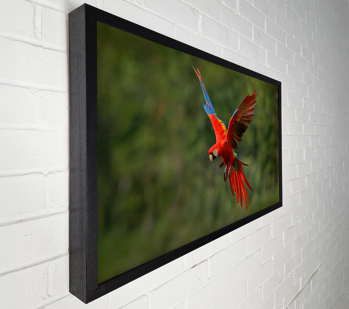 Red Mccaw in flight Canvas Wall Art