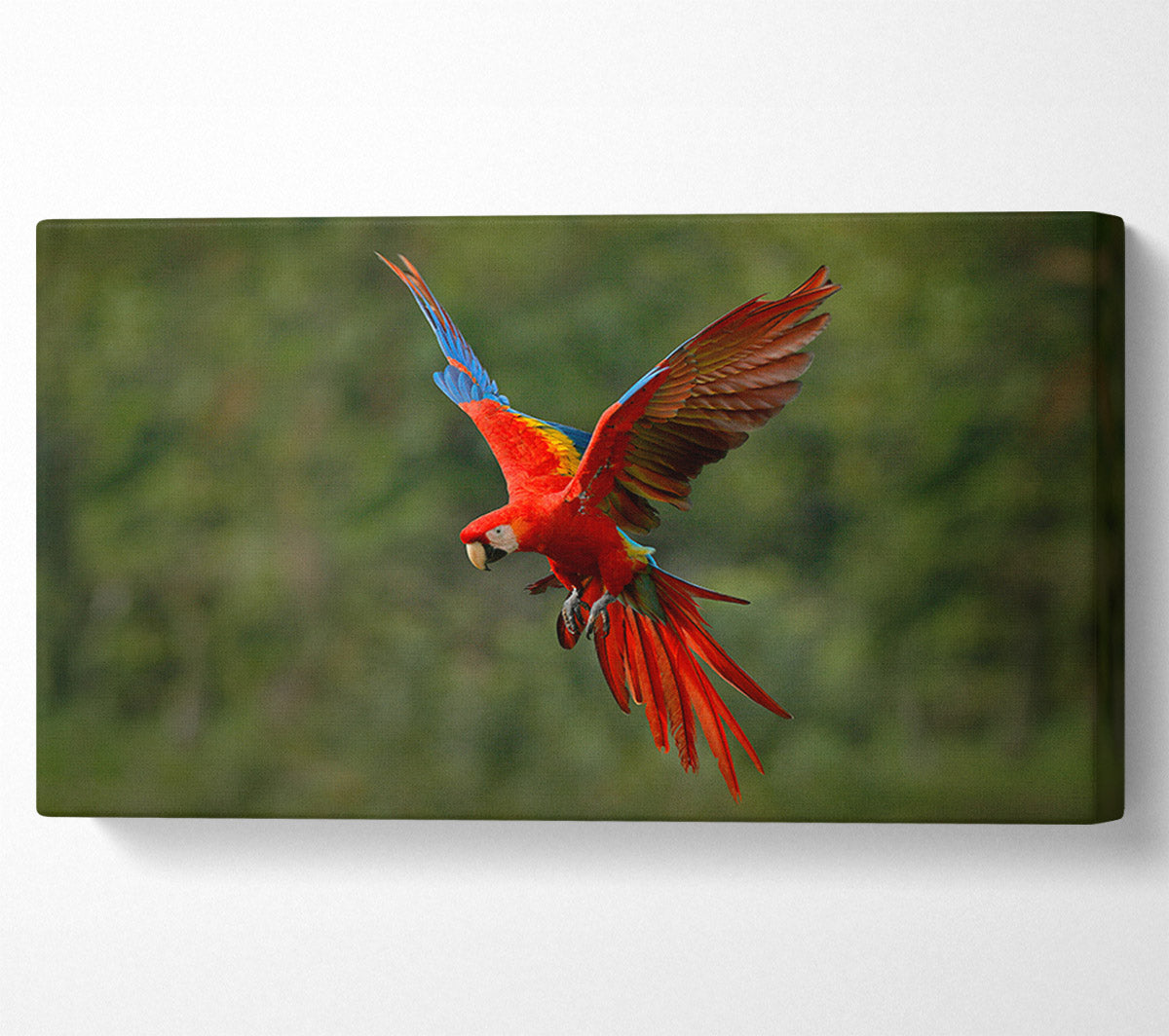 Red Mccaw in flight Canvas Wall Art
