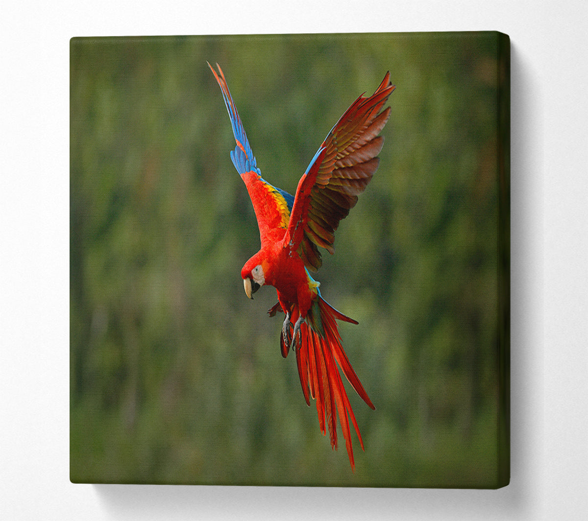 Red Mccaw in flight Canvas Wall Art
