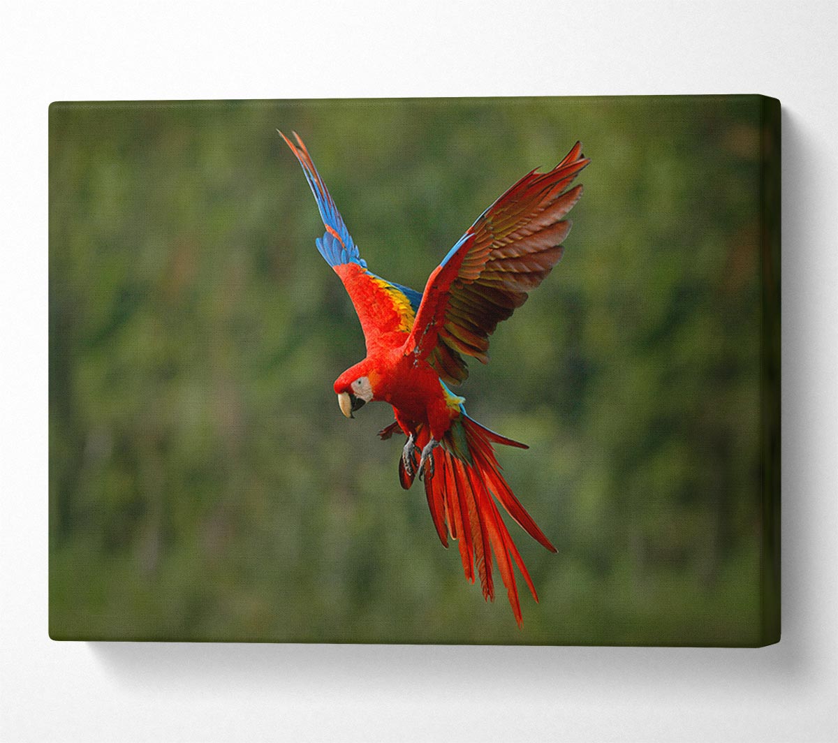 Red Mccaw in flight Canvas Wall Art