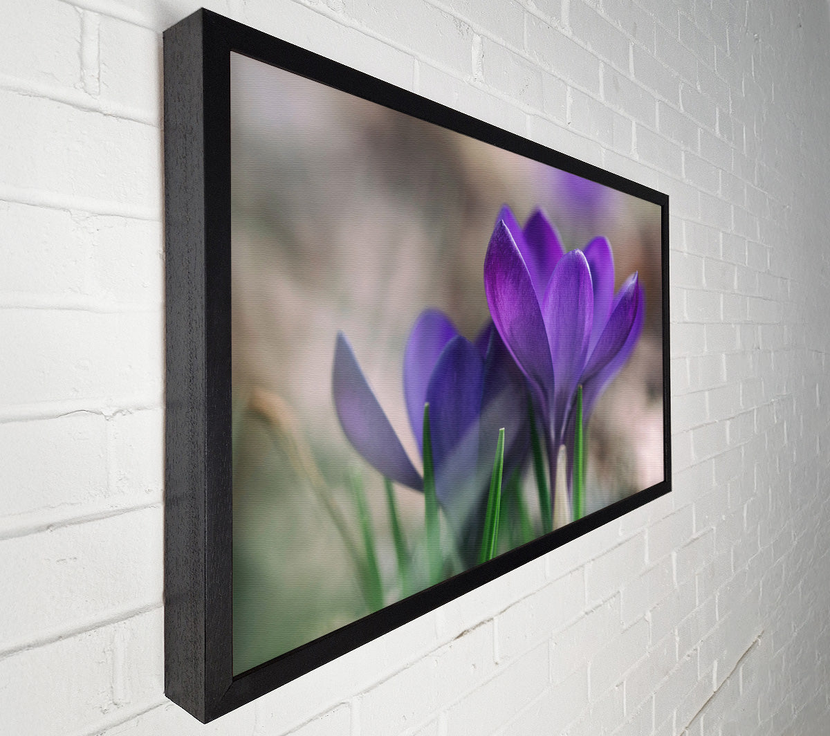 Purple crocus opening up Canvas Wall Art
