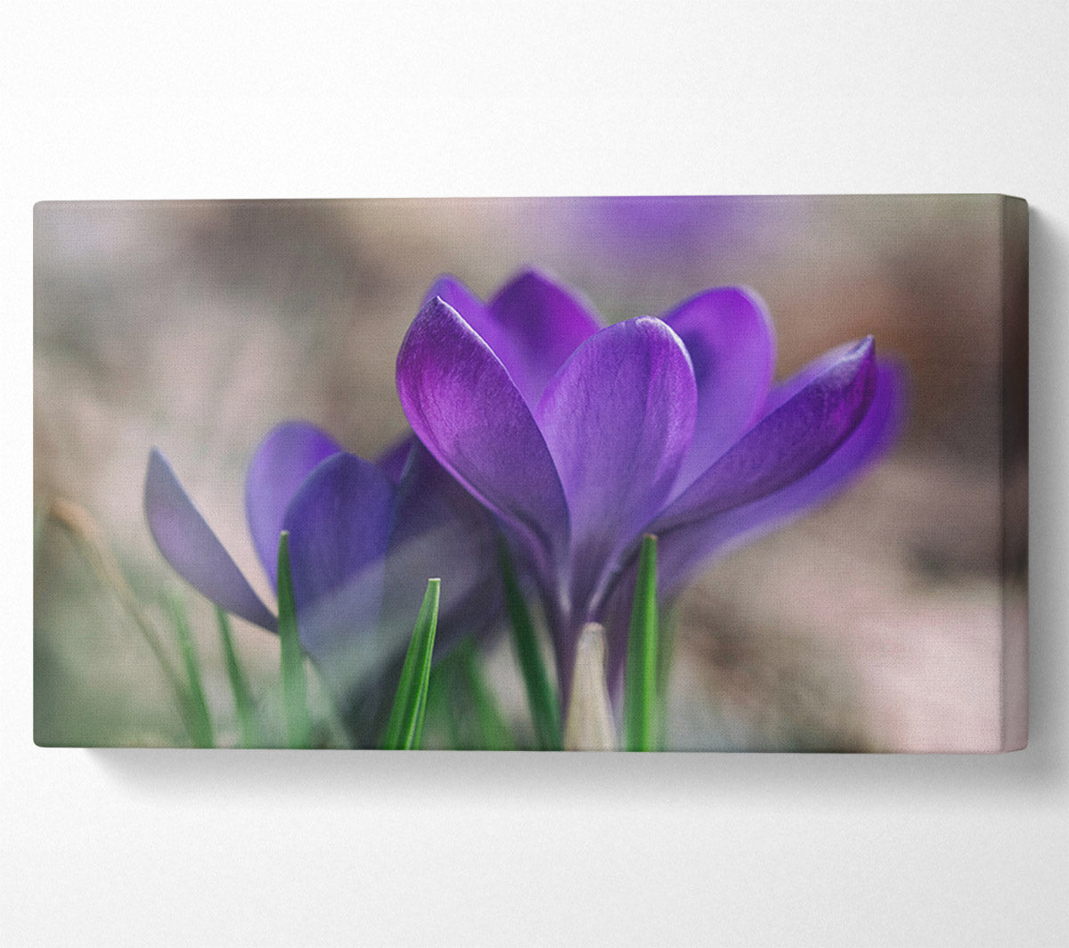 Purple crocus opening up Canvas Wall Art
