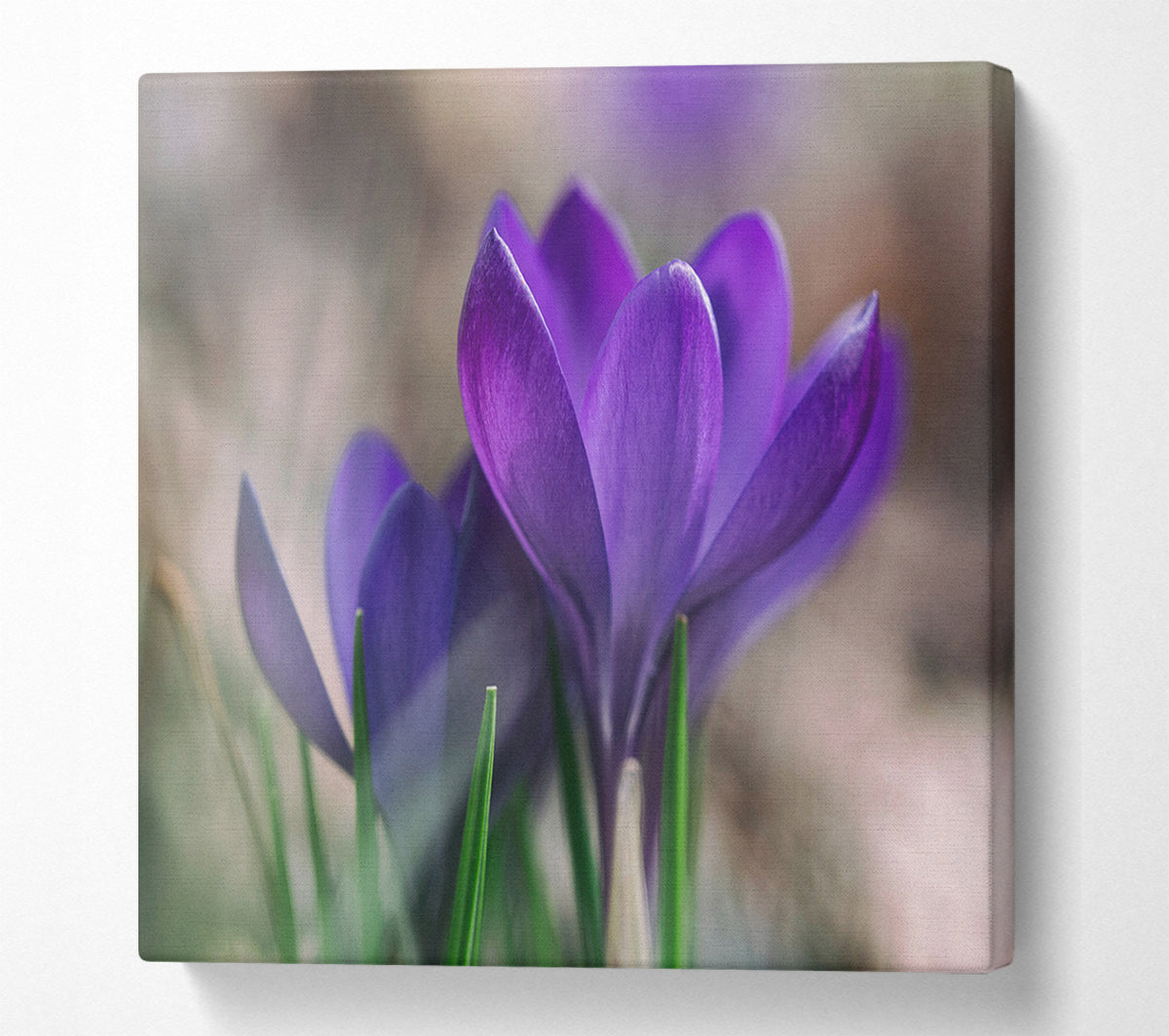 Purple crocus opening up Canvas Wall Art