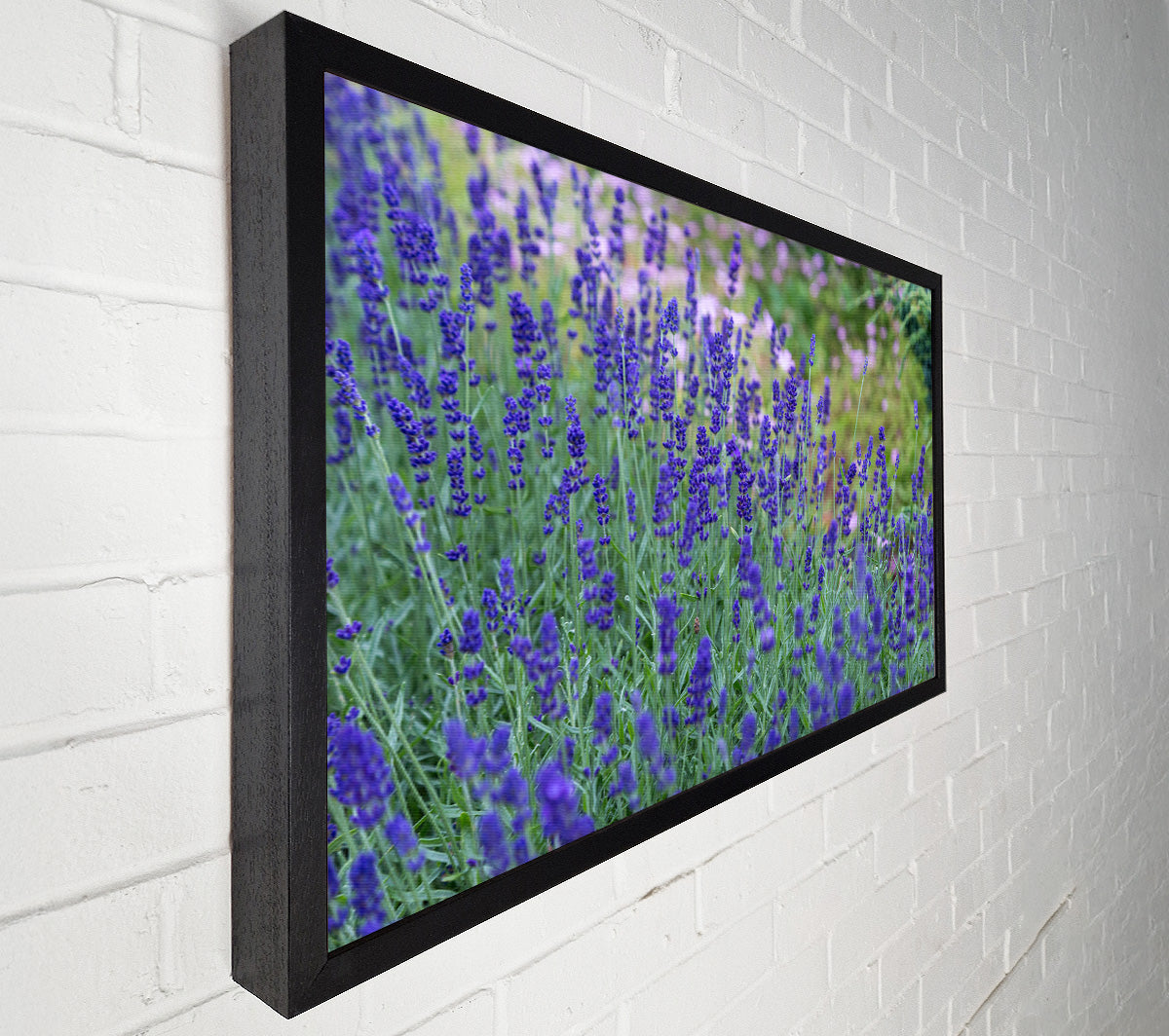 Purple flowers in the meadow spring Canvas Wall Art