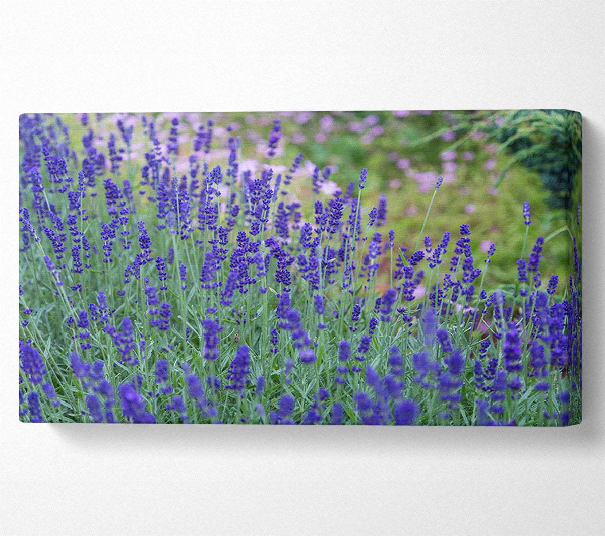 Purple flowers in the meadow spring Canvas Wall Art