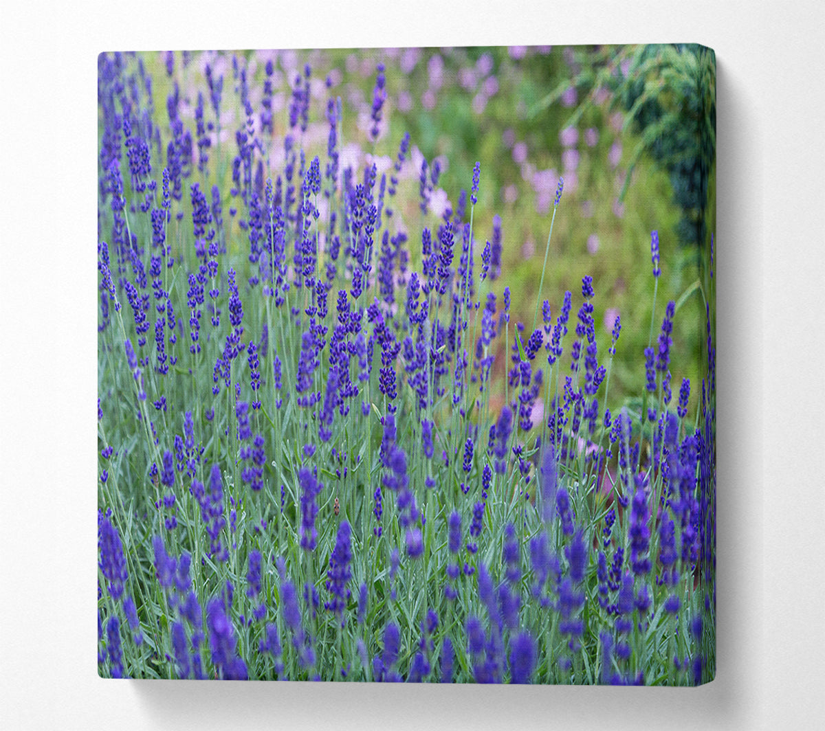 Purple flowers in the meadow spring Canvas Wall Art