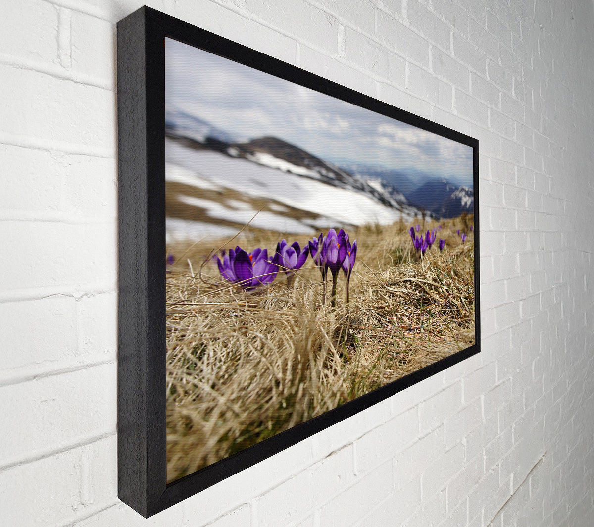 Purple crocus sprouting through the grass Canvas Wall Art
