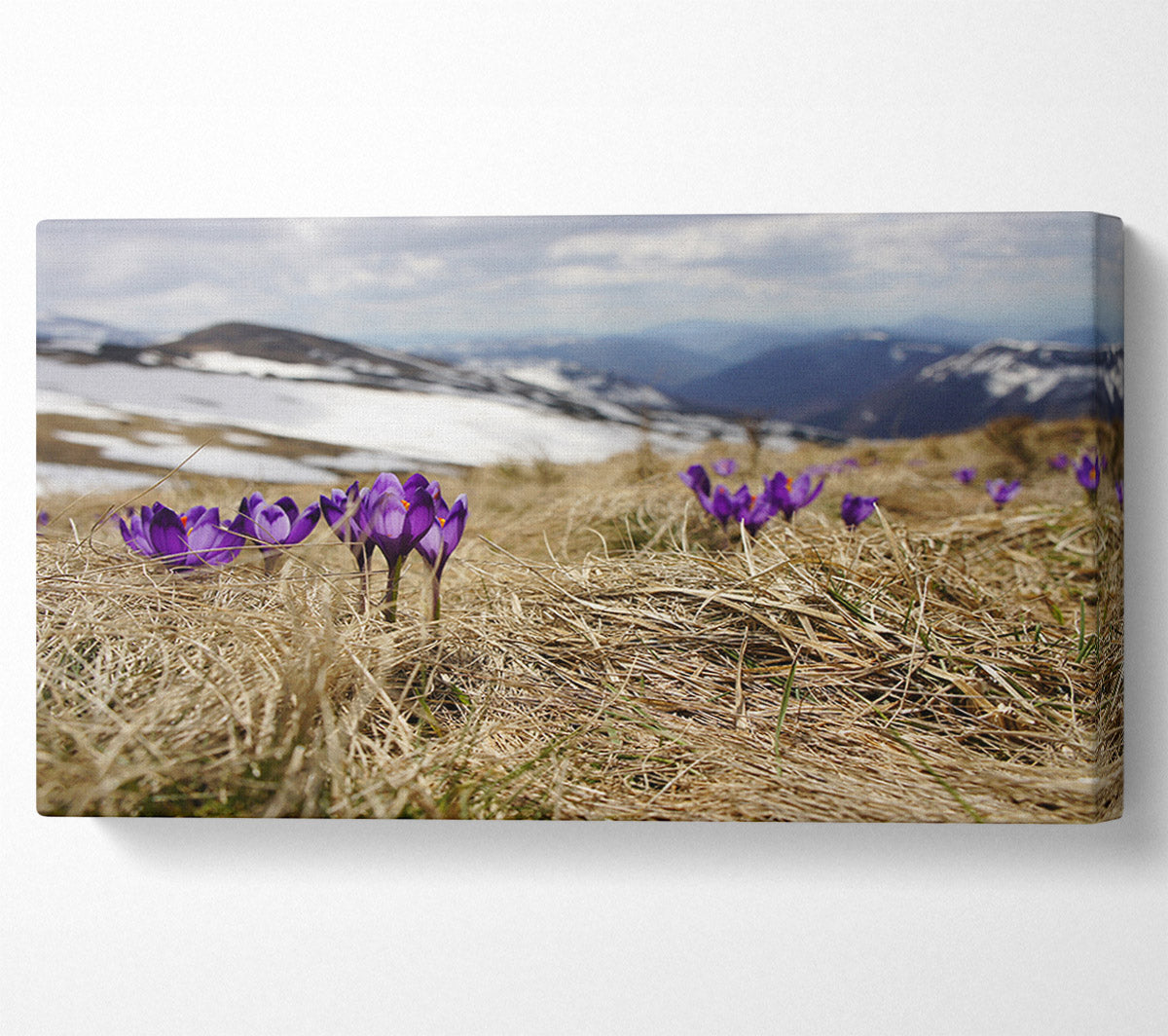 Purple crocus sprouting through the grass Canvas Wall Art