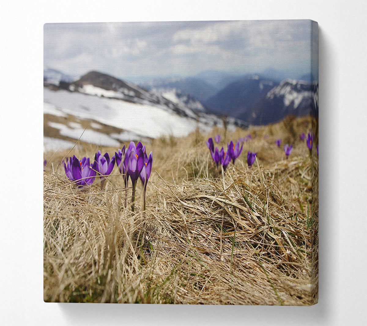 Purple crocus sprouting through the grass Canvas Wall Art