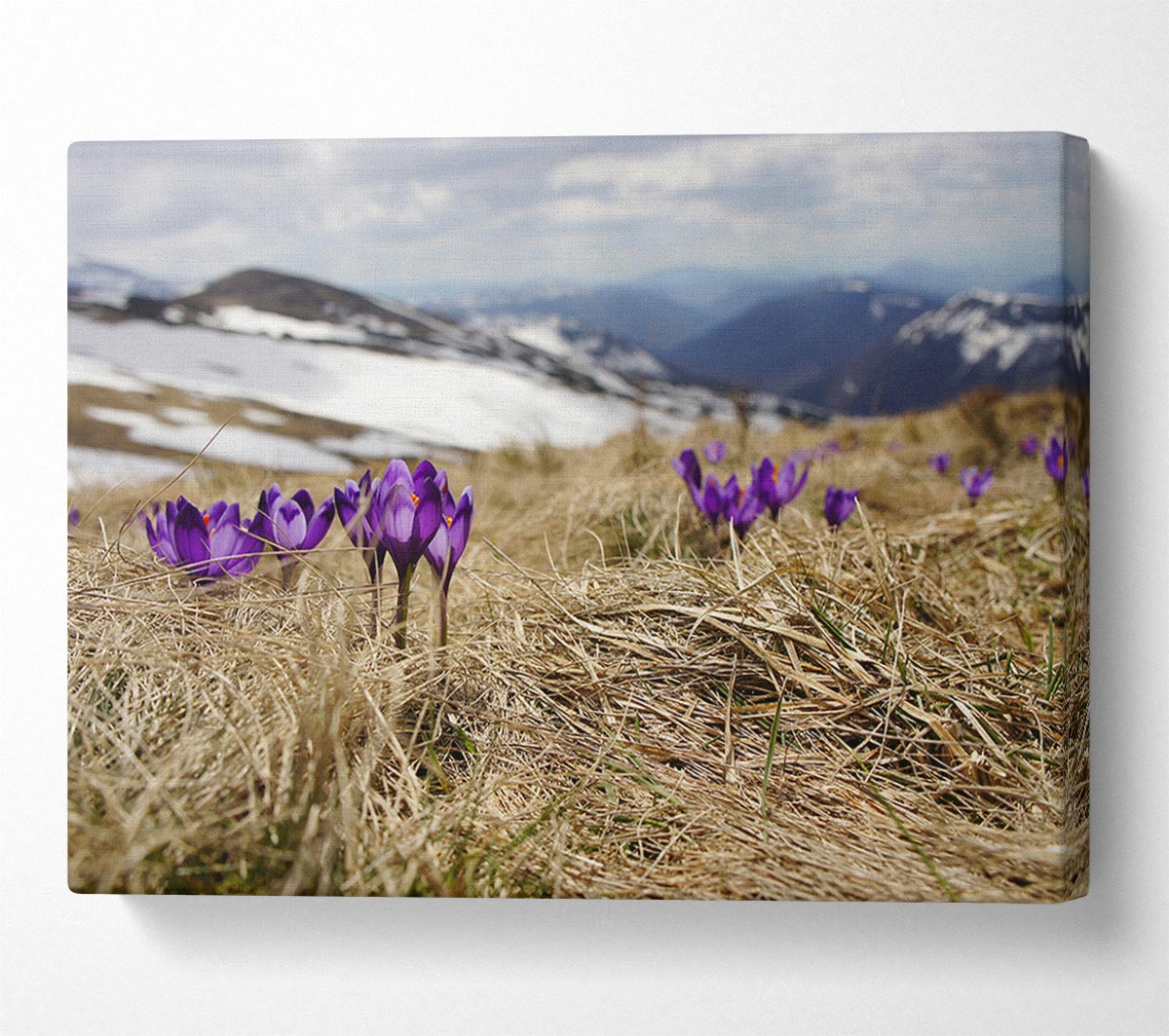 Purple crocus sprouting through the grass Canvas Wall Art