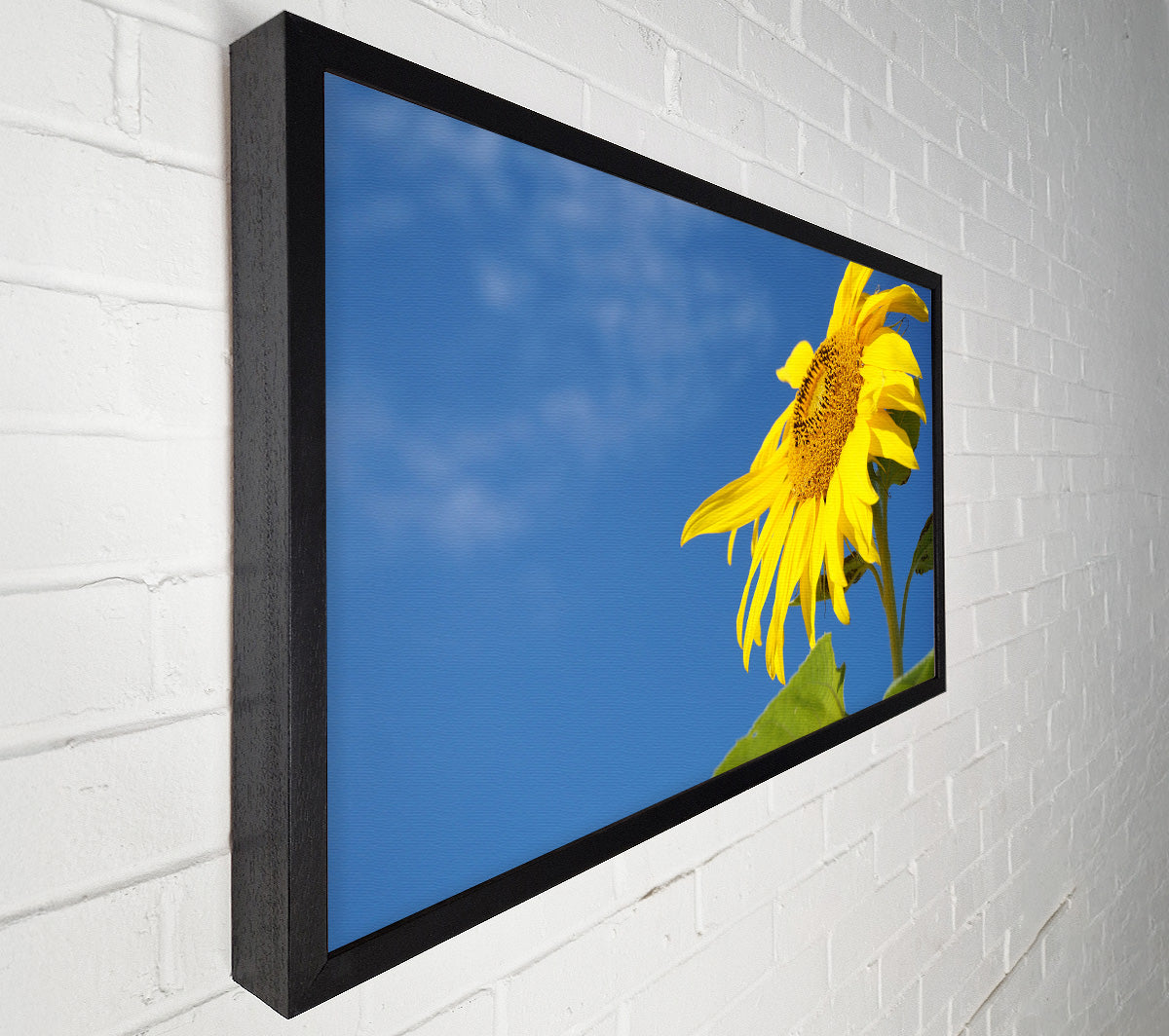 Yellow sunflower standing above the rest Canvas Wall Art