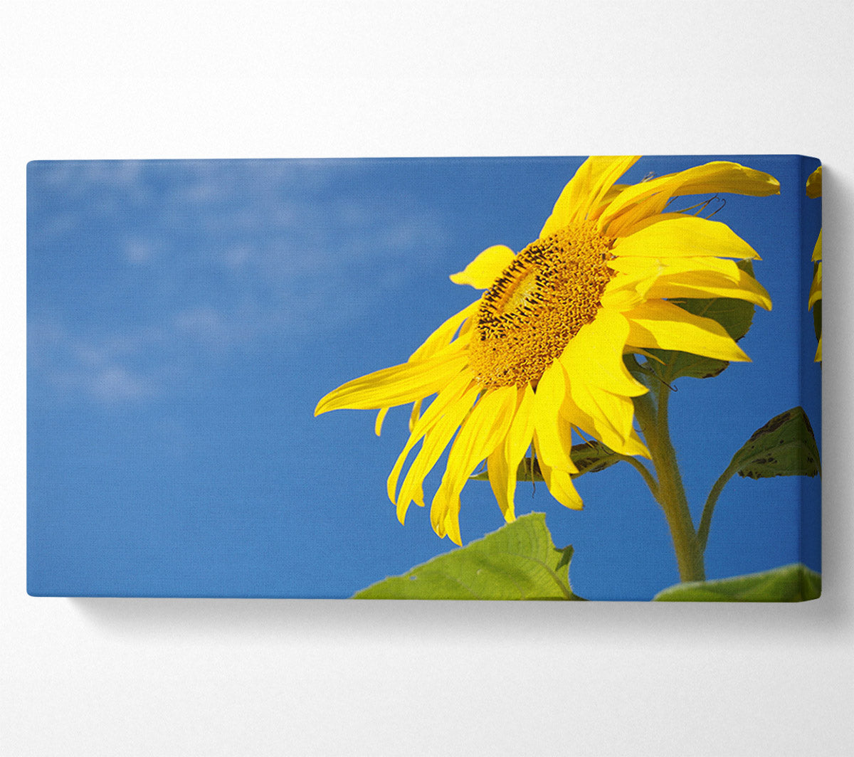 Yellow sunflower standing above the rest Canvas Wall Art