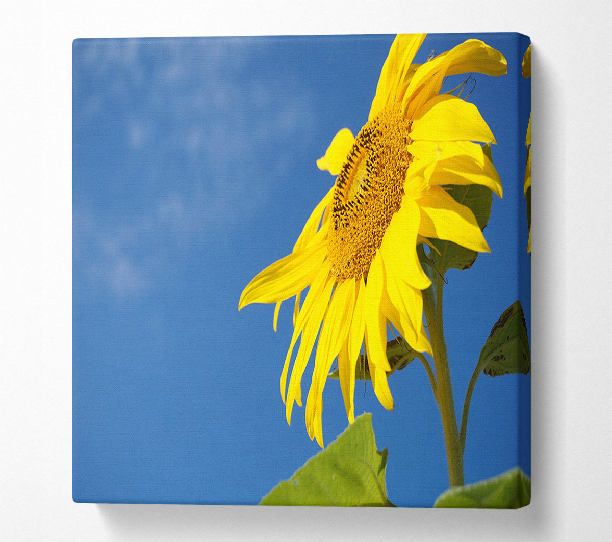 Yellow sunflower standing above the rest Canvas Wall Art
