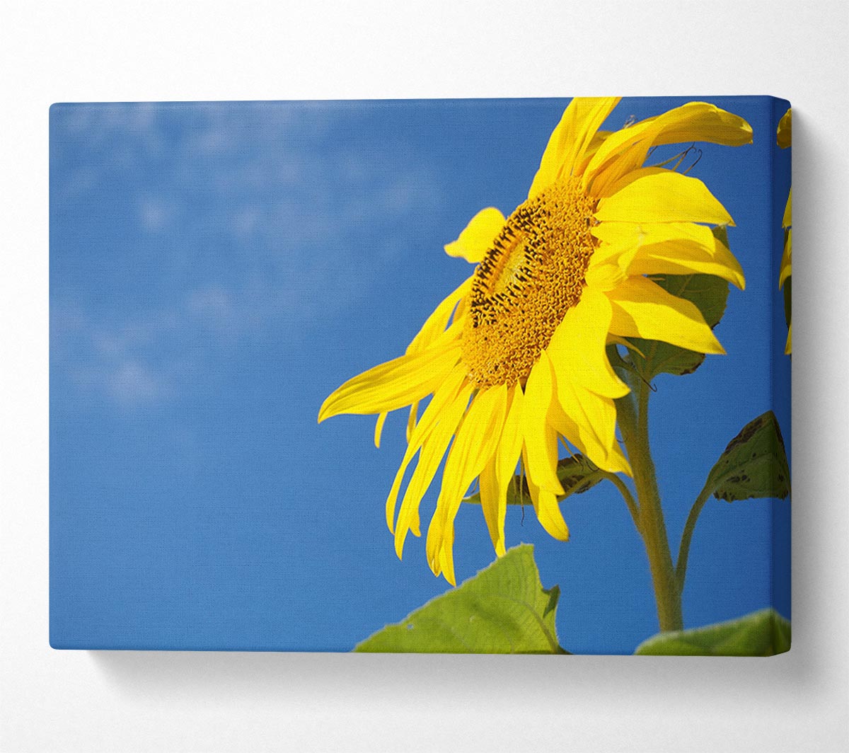 Yellow sunflower standing above the rest Canvas Wall Art