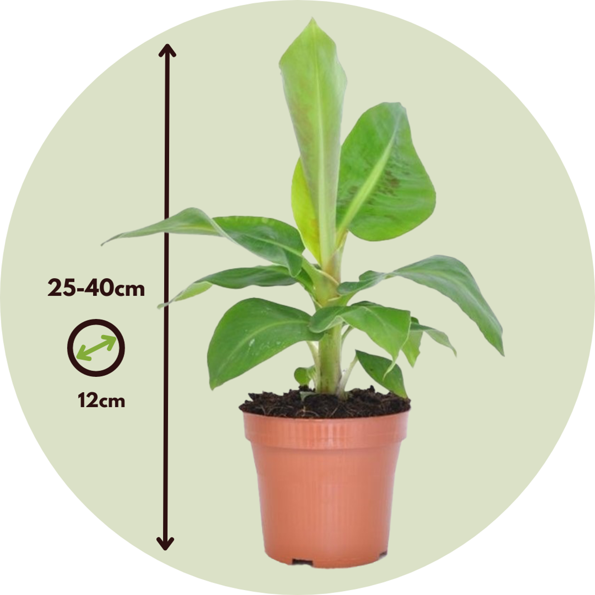 Banana Plant - 4 pcs. - Musa 'Oriental Dwarf' - Height 25-40cm - ⌀12cm