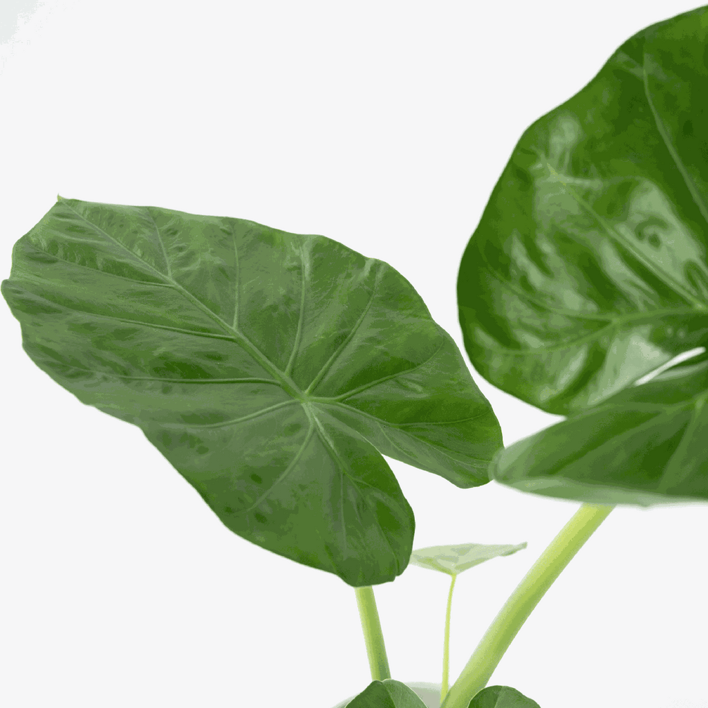 Elephant's Ear - Alocasia 'Macrorrhizos' - Height 60-70cm - ⌀17cm
