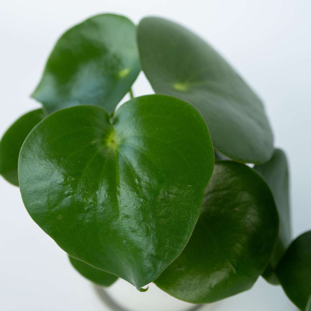 Chinese money plant - 2 pcs. - Peperomia polybotrya - Height 20-30cm - ⌀12cm