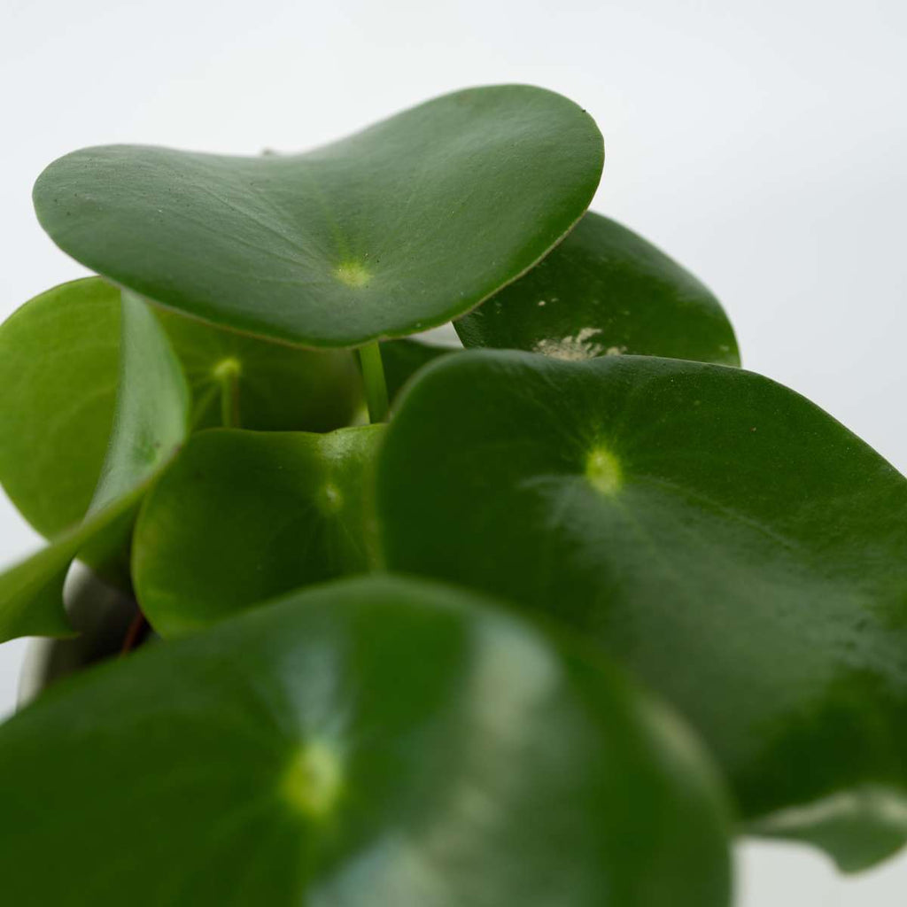 Chinese money plant - 2 pcs. - Peperomia polybotrya - Height 20-30cm - ⌀12cm