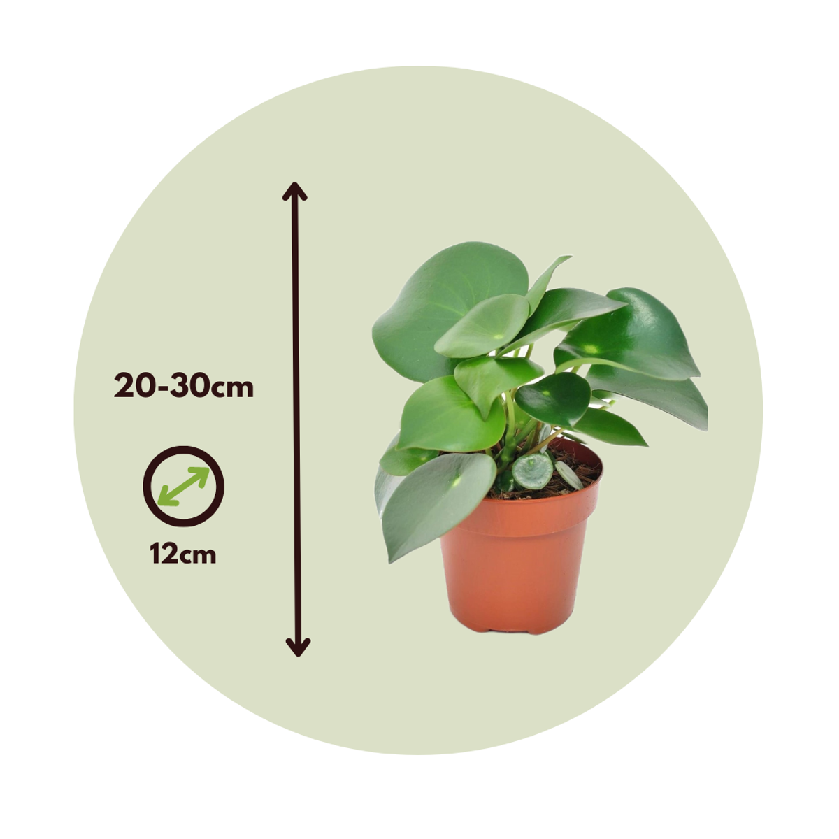 Chinese money plant - 2 pcs. - Peperomia polybotrya - Height 20-30cm - ⌀12cm