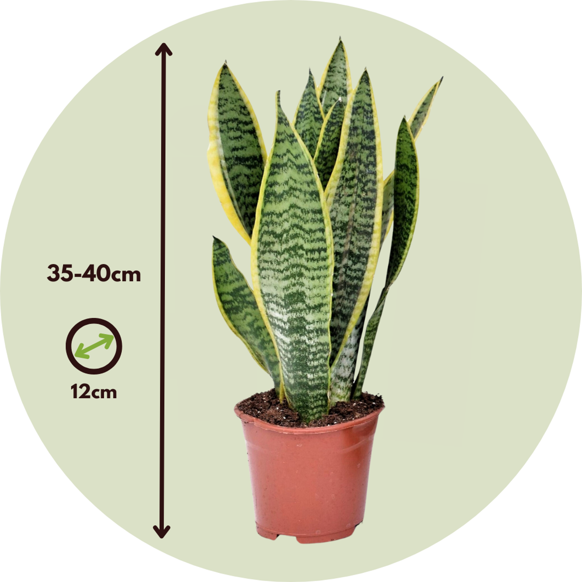 Snake plant - 2 pcs. - Sansevieria 'Futura Superba' - Height 35-40cm - ⌀12cm