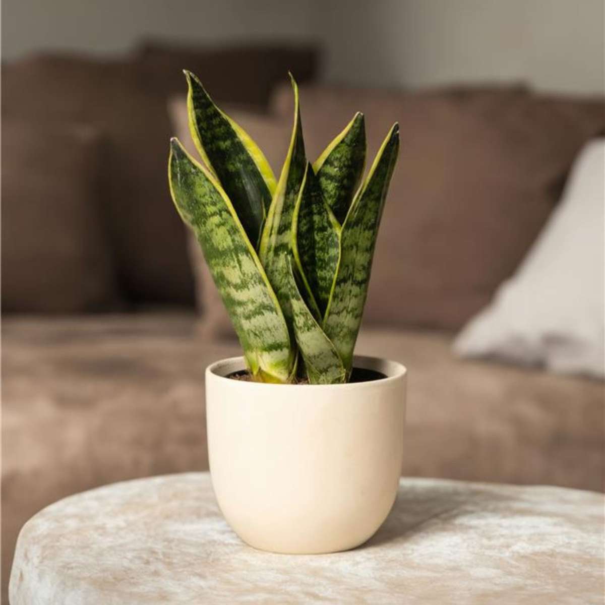 Snake plant - 3 pcs. - Sansevieria 'Futura Superba' - Height 35-40cm - ⌀12cm