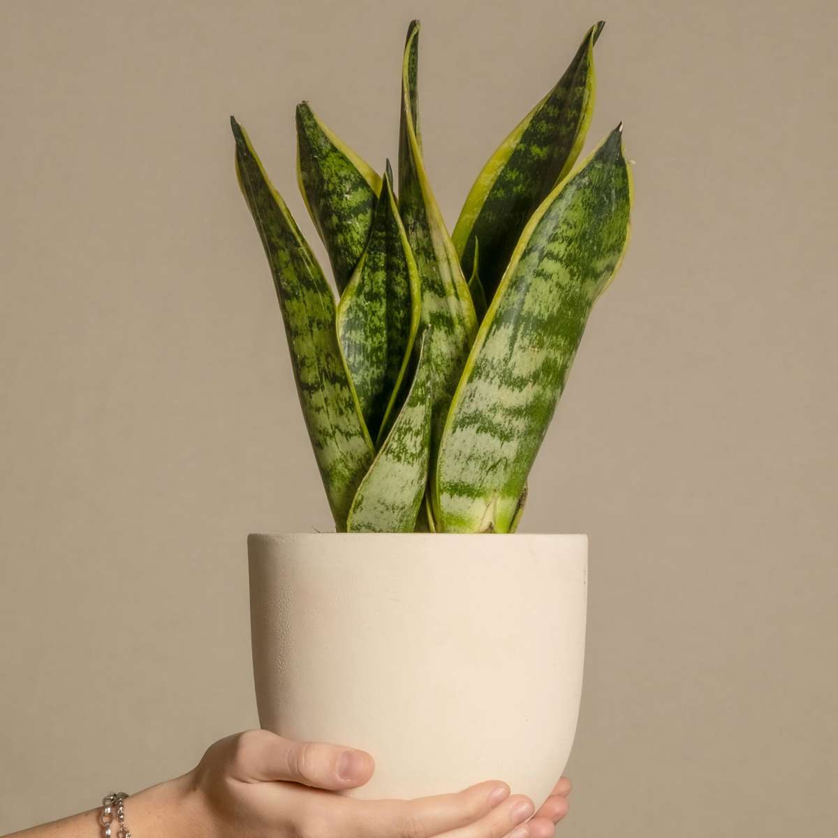 Snake plant - 4 pcs. - Sansevieria 'Futura Superba' - Height 35-40cm - ⌀12cm
