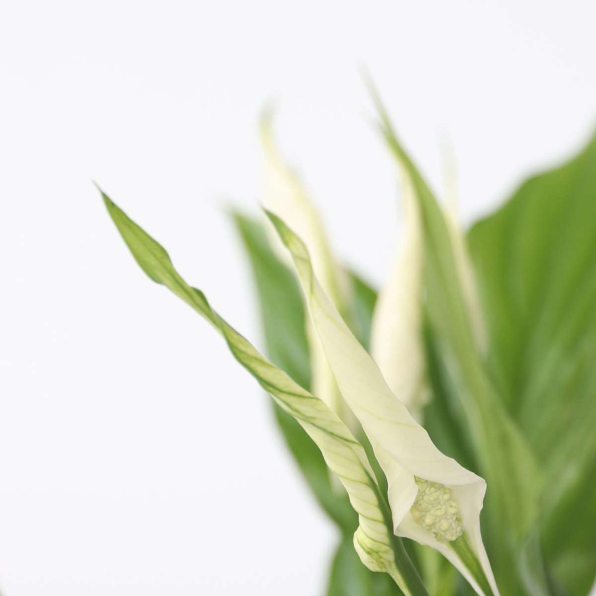 Peace lilly - Spathiphyllum 'Torelli' - Height 30-45cm - ⌀12cm