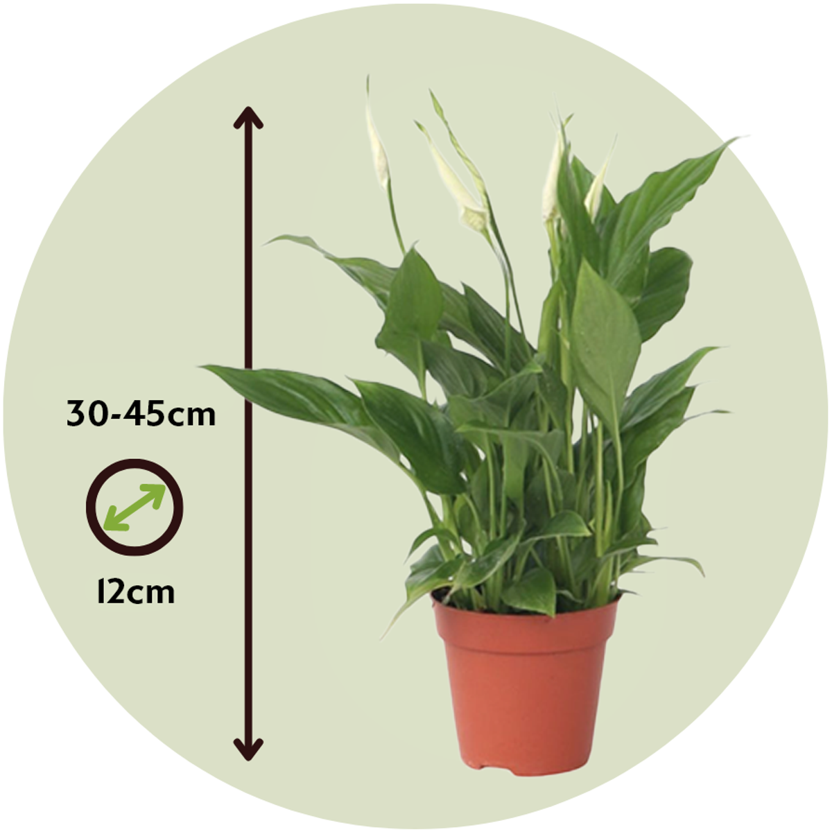 Peace lilly - Spathiphyllum 'Torelli' - Height 30-45cm - ⌀12cm