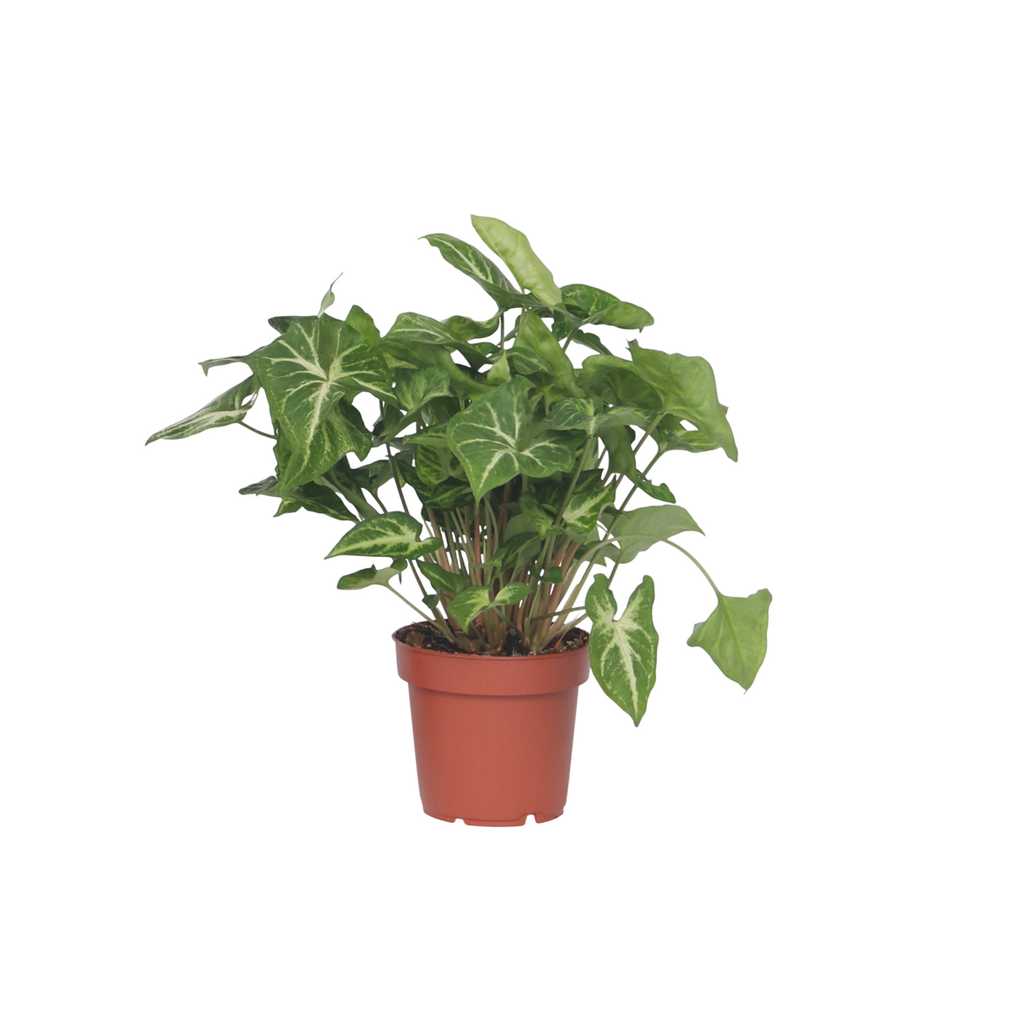 Arrowhead Plant Red Heart - Syngonium 'Pixie' - Height 25-40cm - ⌀12cm