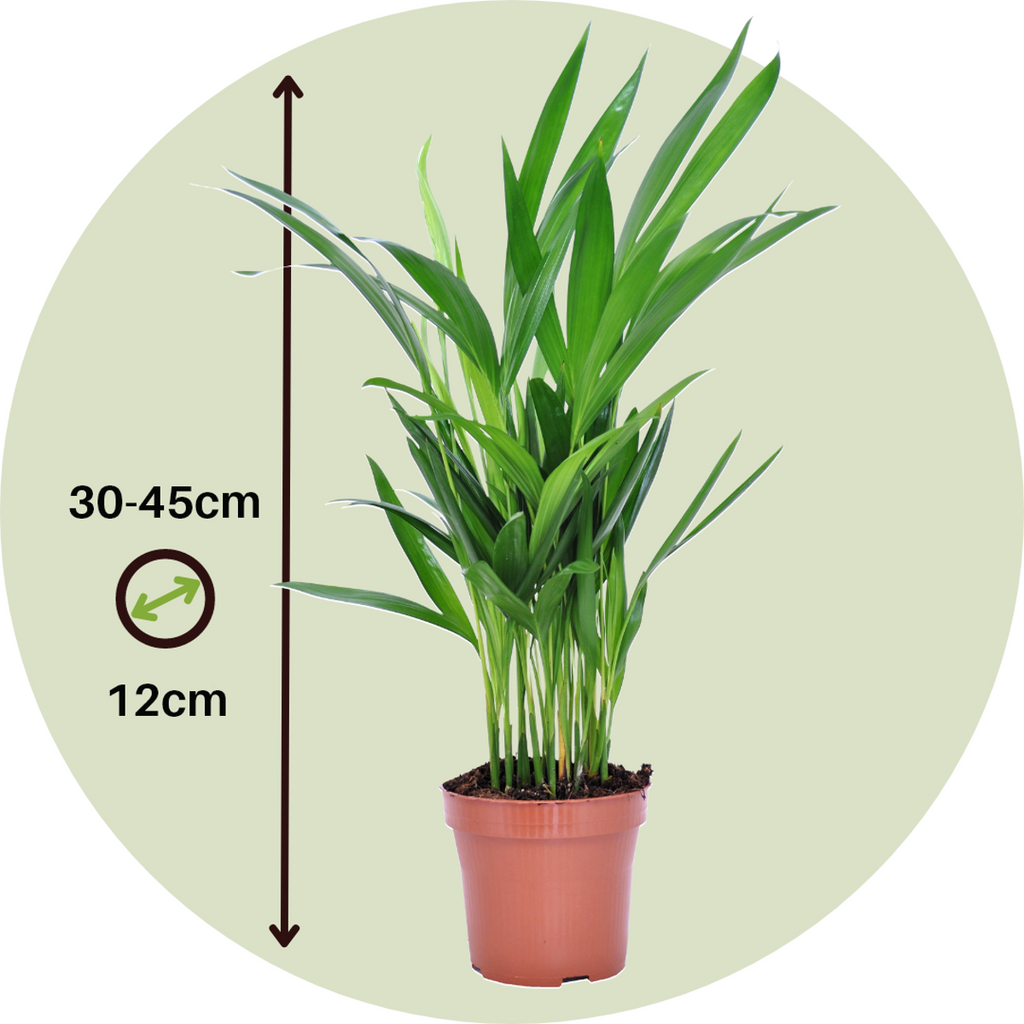 Areca palm 'Golden Cane' - 2 pcs. - Dypsis lutescens - Height 30-45cm - ⌀12cm