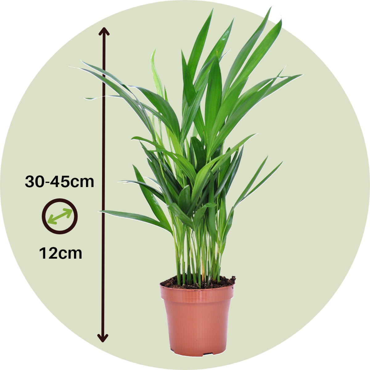 Areca palm 'Golden Cane' - 4 pcs. - Dypsis lutescens - Height 30-45cm - ⌀12cm