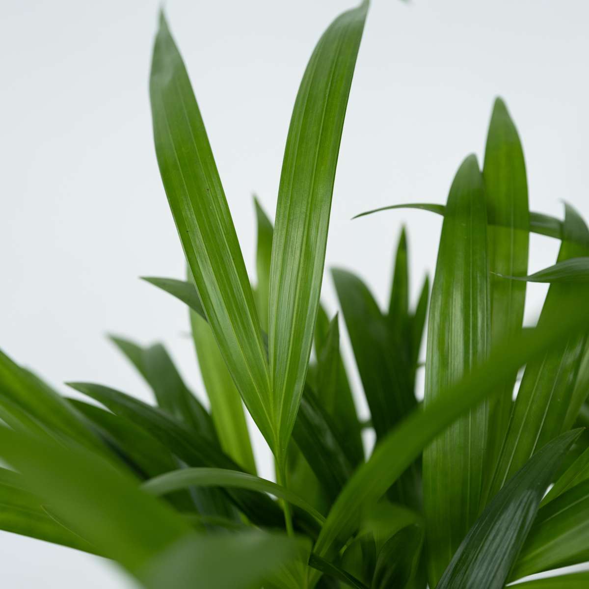 Areca palm 'Golden Cane' - Dypsis lutescens - Height 60-70cm - ⌀17cm