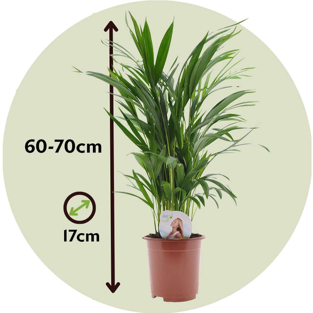 Areca palm 'Golden Cane' - Dypsis lutescens - Height 60-70cm - ⌀17cm