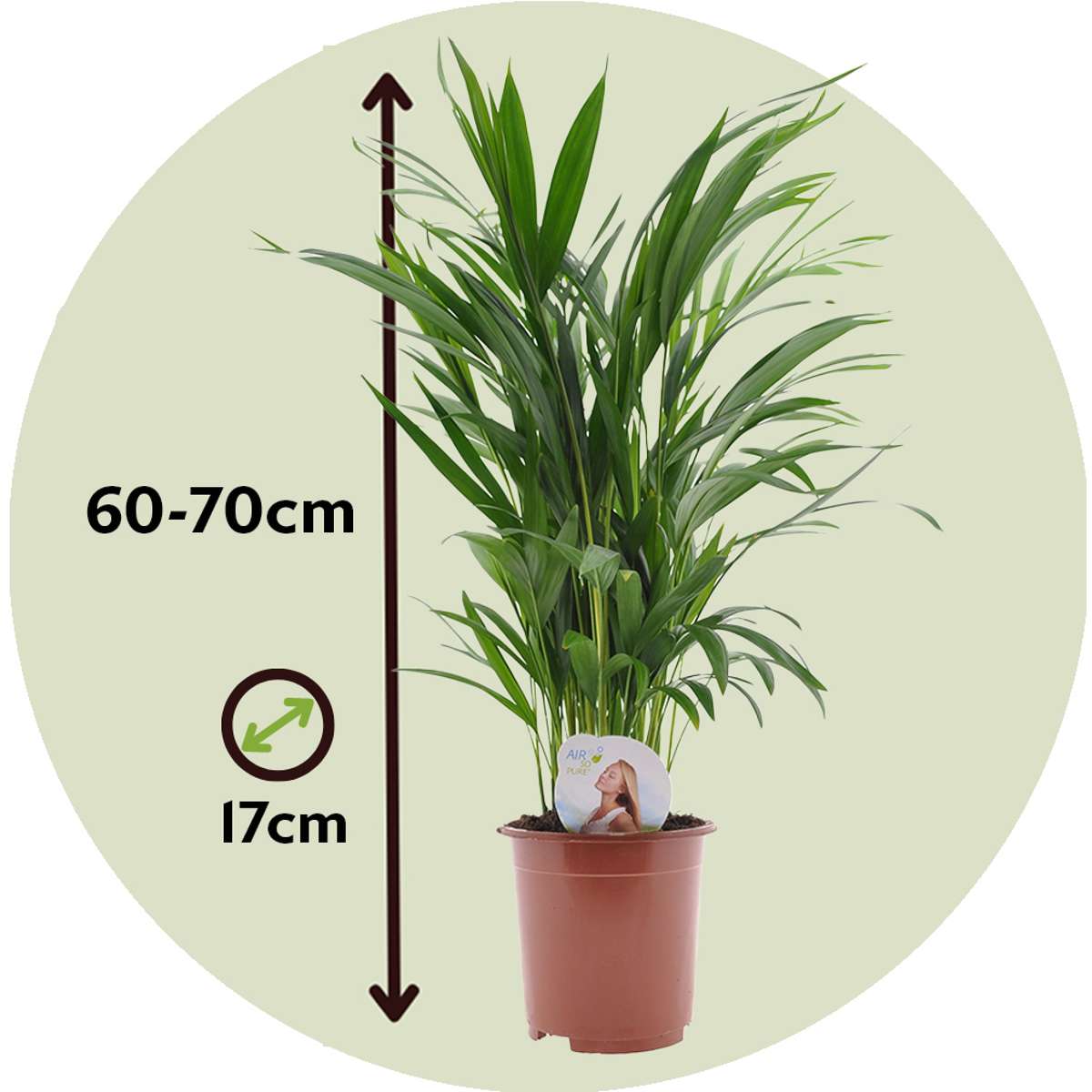 Areca palm 'Golden Cane' - 4 pcs. - Dypsis lutescens - Height 60-70cm - ⌀17cm