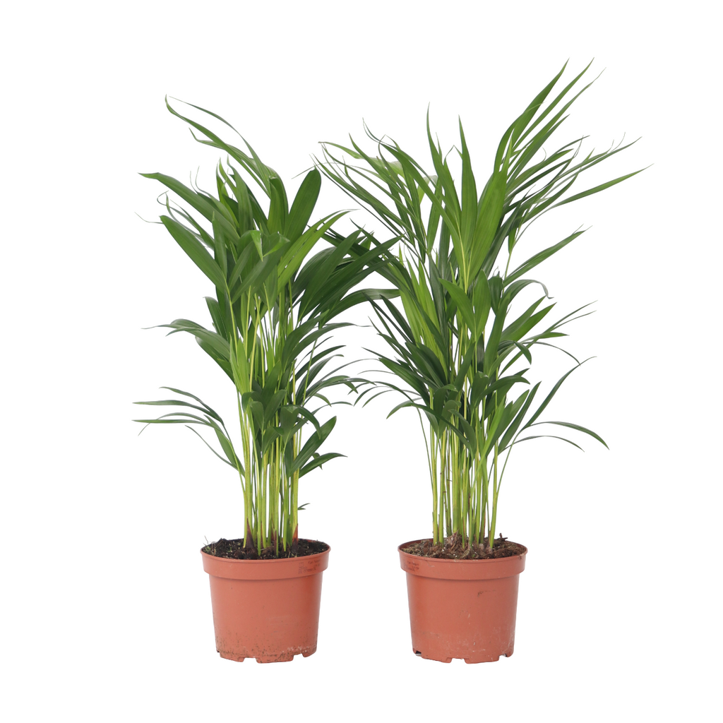 Areca palm 'Golden Cane' - 4 pcs. - Dypsis lutescens - Height 60-70cm - ⌀17cm