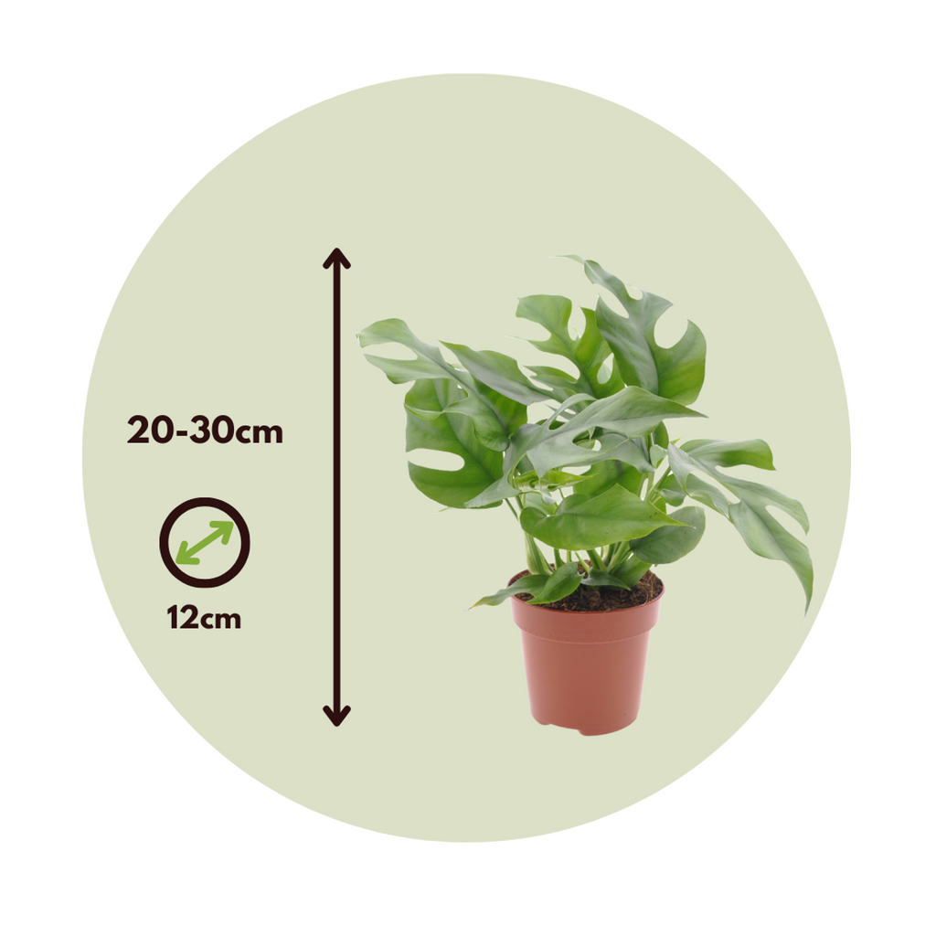 Monstera Minima - 2 pcs. - Rhaphidophora tetrasperma - Height 20-30cm - ⌀12cm