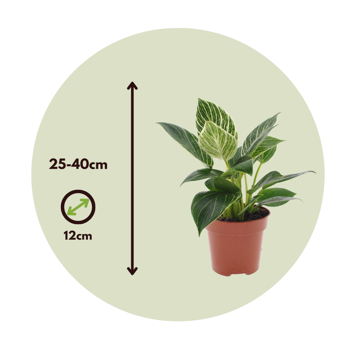 Sweetheart Plant - Philodendron 'White Wave' - Height 25-40cm - ⌀12cm
