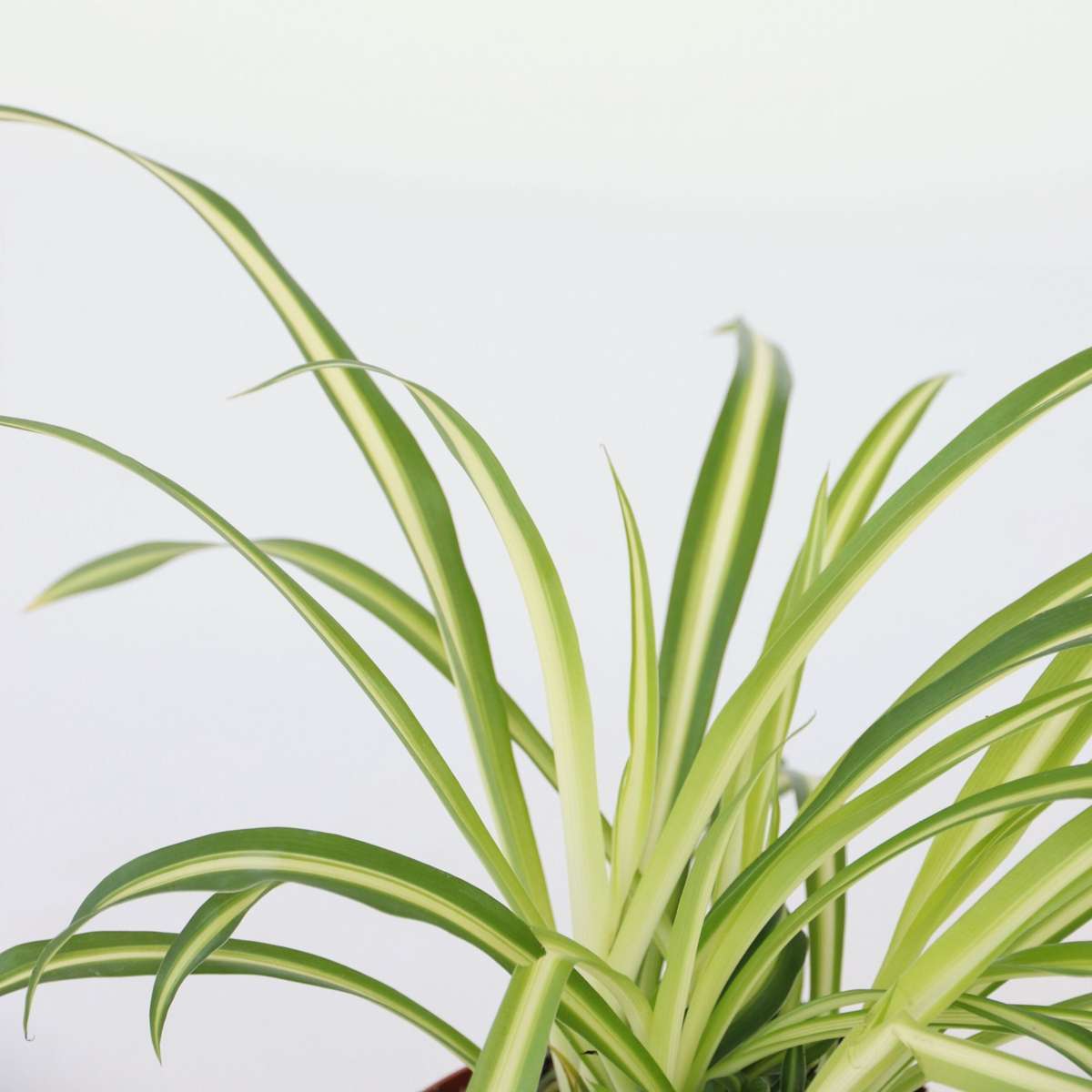 Spider plant - 3 pcs. - Chlorophytum comosum 'Atlantic' - Height 25-40cm - ⌀12cm